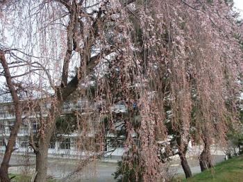 20080412-3.jpg